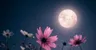 Profile picture of Moon_Lover_Templates