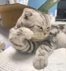 a baddi3的个人资料图片