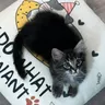 NYCLifewithNyx的个人资料图片