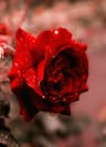 Flower的个人资料图片